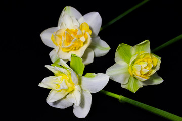 Naklejka na ściany i meble daffodils on dark background close up floral background