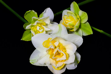 Fototapeta na wymiar daffodils on dark background close up floral background