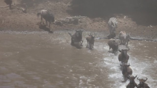 The Great Migration River Crossing at its Best! Tens of thousands of wildebeest and zebras crossing the Mara River. 