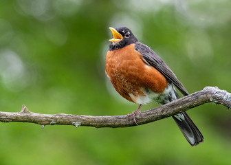 American Robin