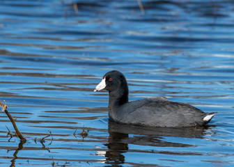 American Coot