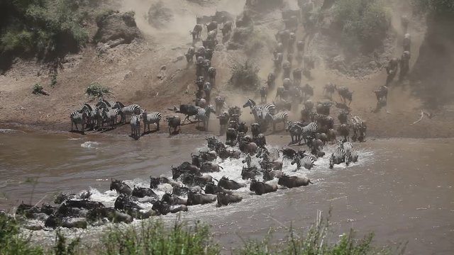 The Great Migration River Crossing at its Best! Tens of thousands of wildebeest and zebras crossing the Mara River. 