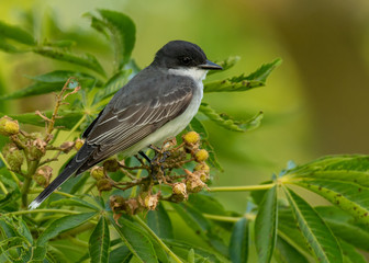 Eastern Kingbird