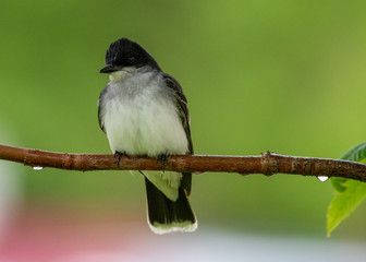 Eastern Kingbird
