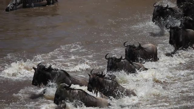The Great Migration River Crossing at its Best! Tens of thousands of wildebeest and zebras crossing the Mara River. 