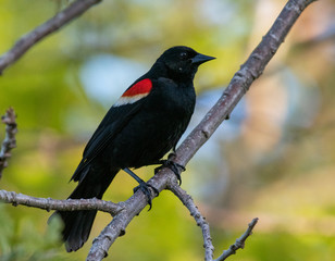 Red-winged Blackbird
