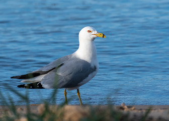 Fototapeta na wymiar Ring-billed Gull