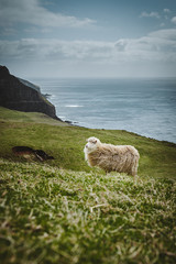 Obraz premium Sheep Faroe Islands