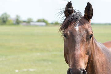 a young brown/black horse very friendly animal close up pictures, perfect for magazine cover page