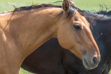 a young brown/black horse very friendly animal close up pictures, perfect for magazine cover page
