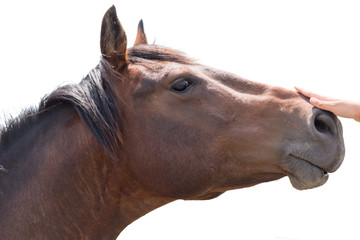 a young brown/black horse very friendly animal close up pictures, perfect for magazine cover page