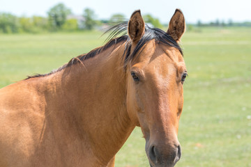 a young brown/black horse very friendly animal close up pictures, perfect for magazine cover page
