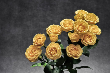 bukiet jasnych róż na ciemnym jednolitym tle © Henryk Niestrój