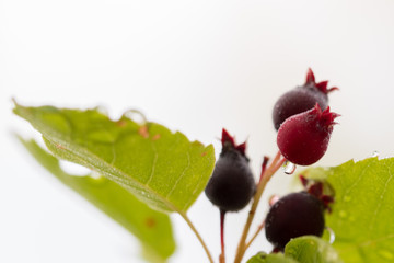 a wild red and dark purple flower/fruit in bloom stage looks stunning in a macro shot of rainwater drop