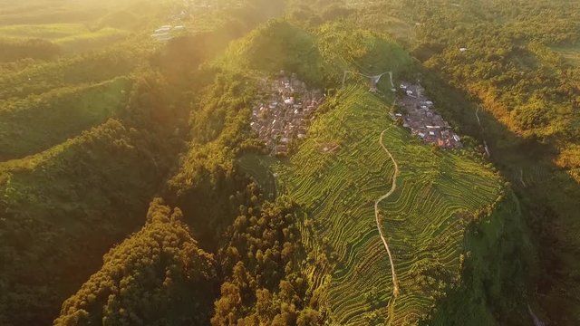  Aerial view field Richfield java island indonesia agricultural