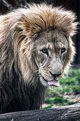 Closeup of face of mail lion looking just to the right of the camea with tongue out.