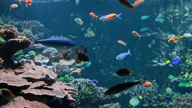 Paletten-Doktorfische schwimmen in k&uuml;nstlichem tropischem Unterwasserriff mit vielen bunten exotischen Fischen im Aquarium