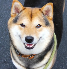 Shiba Dog Smiling