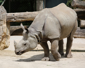Obraz premium indian rhino in the zoo