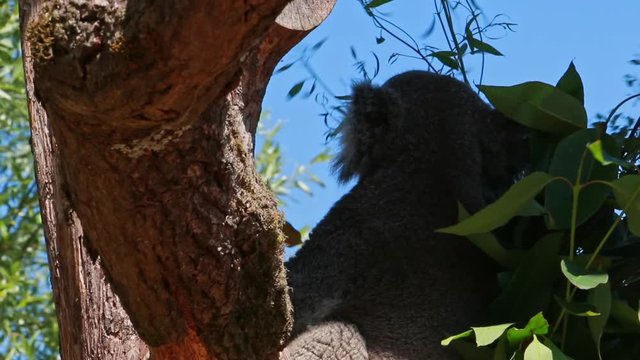 Koala sitzt auf Baum und isst gen&uuml;sslich Eukalyptusbl&auml;tter. weiblicher Koalab&auml;r