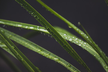 Obraz premium Water Droplets Resting on a Blade of Grass