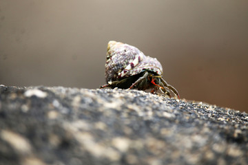 Meeresschnecke Mallorca