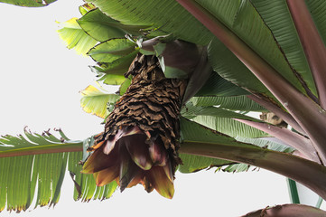 Flower of the banana tree before forming the fruits