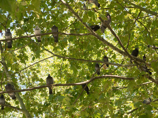 Many pigeons perched on tree branch in summer