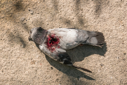 Pigeon Is Dead From Bullet Wound In Chest