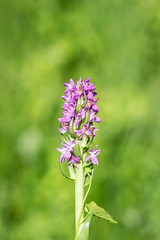 Summer , flowers