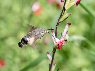 hummingbird sphinx sipping in red mallow