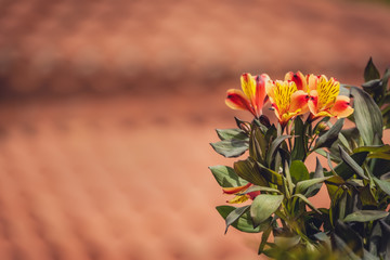 Alstromeria flowers called also Orange glory