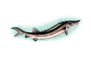 Fototapeta premium fish sturgeon painted with watercolor pencils and paints - illustration