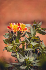 A bush of orange Alstromeria flowers