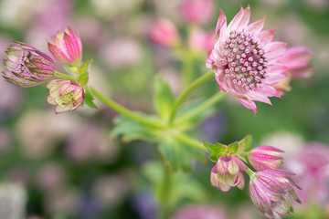 delightful astrantia in the garden