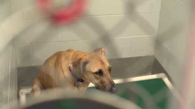 Scared and lonely dog sitting behind kennel fence 4k