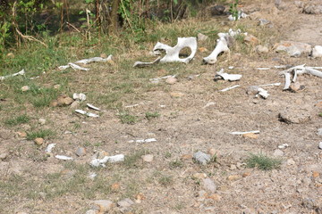 huesos animales exqueleto