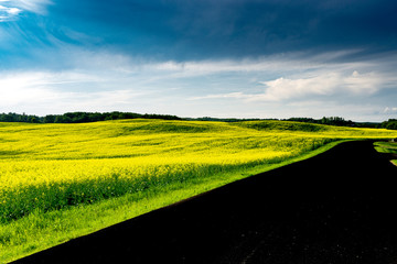 Fototapeta premium Bright yellow canola field with bold blue cloudy skies