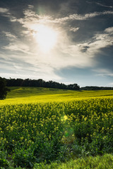 Obraz premium Bright yellow canola field with bold blue cloudy skies