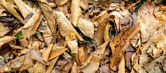 dried leaves