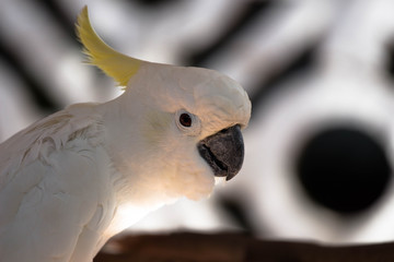 Cockatoo Bird / White Pet Parrot with Artsy Background