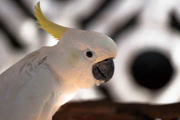 Cockatoo Bird / White Pet Parrot with Artsy Background