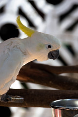 Cockatoo Bird / White Pet Parrot with Artsy Background