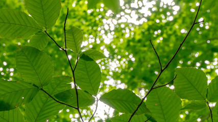 Fototapeta na wymiar green leaves 