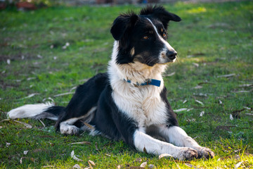 Perro de raza border collie, la más inteligente. Perro pastor y de compañía.