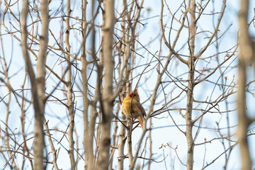 Puffed up one female red northern cardinal or cardinalis bird sitting perched on tree branch in spring springtime of Virginia