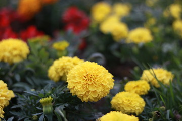 yellow flowers in the garden
