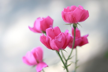 pink tulips on blue background