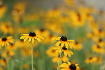 yellow flower in the garden