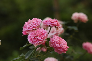 pink flower in the garden